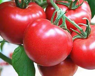 番茄加工生產(chǎn)線