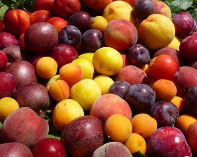 桃子、李子、杏子加工生產(chǎn)線